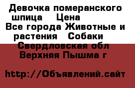 Девочка померанского шпица. › Цена ­ 40 000 - Все города Животные и растения » Собаки   . Свердловская обл.,Верхняя Пышма г.